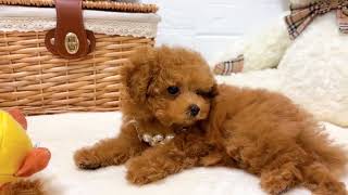 ティーカッププードルの動画01