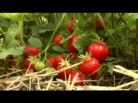 Jordgubbar billigare och bättre än på flera år