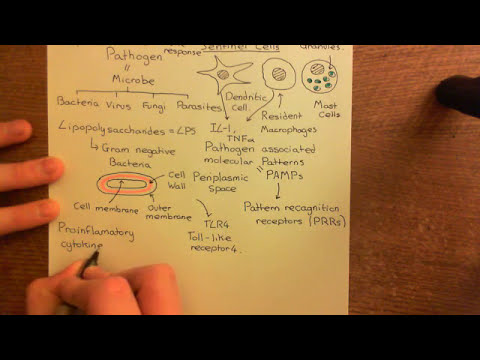 The Adaptive Immune System Part 1
