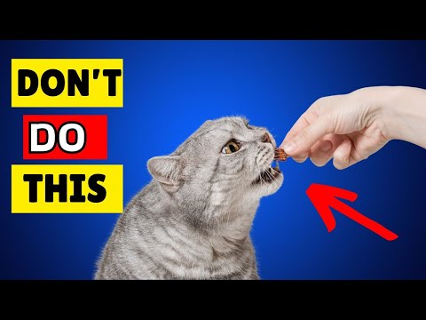 7 Common Mistakes Cat Owners Make (And How to Avoid Them!) 🔥