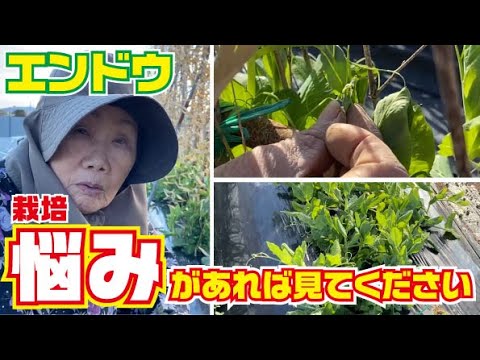 エンドウ豆 植物