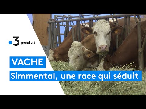 , title : 'La Simmental, une vache qui séduit les élevages de Haute-Marne'