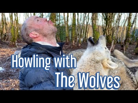 Howling with the Wolves