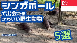 【シンガポールで出会える野生動物たち】動物園でしか見ないような巨大な野鳥やあの人気者も!?