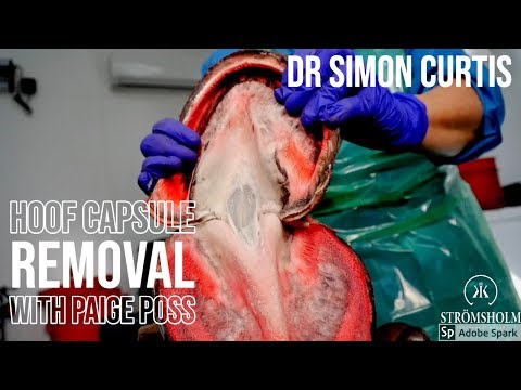 download lagu mp3 mp4 The Hoof Of The Horse Simon Curtis, download lagu The Hoof Of The Horse Simon Curtis gratis, unduh video klip The Hoof Of The Horse Simon Curtis