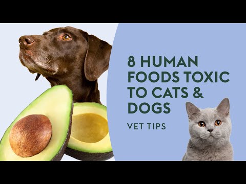 8 Human Foods Toxic to Cats & Dogs · Vet Tips