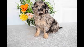 Video preview image #1 Bernedoodle (Miniature) Puppy For Sale in NEWCOMERSTOWN, OH, USA
