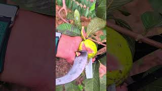 Download lagu satu satu Nya harapkan ku #seluruhdunia mp3