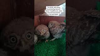 Young owls rescued from Glastonbury&#39;s Pyramid Stage after Guns N&#39; Roses set named after rock stars