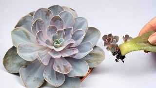 🔥 Fabelhaft! Wie aus nur 1 BLATT ein neuer SUKKULENT wächst