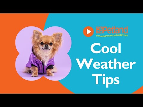 Cold Weather Tips: Keeping Your Puppy or Dog Cozy in Colder Weather