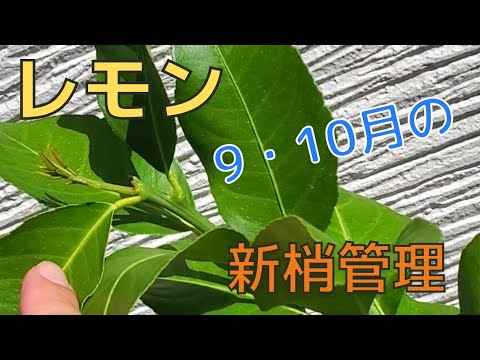 凍ったレモンの木を保存する方法