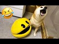 Funny Animal Videos 2023 😅 - Funniest Dogs and Cats Videos 😁 #15