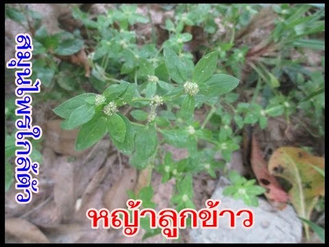 วิดีโอสาวรู้สึกตื่นเต้นอย่างดุเดือด การลดลงของแรงกับอายุ