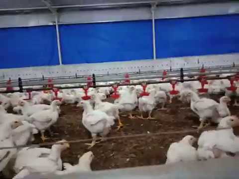 🐣 Full EC poultry farm with auto feeders