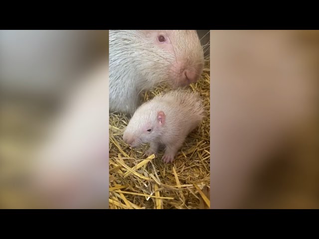 На Байкале, в Сибирском зоопарке на свет появился редкий дикобраз-альбинос