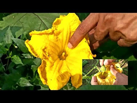 মিষ্টি কুমড়ার হাত পরাগায়ন কৌশলঃ পর্ব ৩