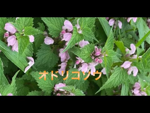 茎を包むオドリコソウ 植物
