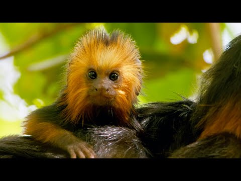 Baby Tamarin Tries to Escape Ocelot | Big Little Journeys | BBC Earth