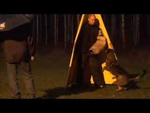 Kustmarkens Taiga, IPO 1 C93