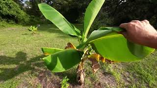 Before The Storm - Hurricane Idalia 🌀 All The Bananas and Citrus We Have Planted