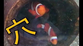 クマノミ筒に潜む・・・。Anemone Fish