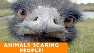 Funniest Animals Scaring People Reactions of 2017 Weekly Compilation | Funny Pet Videos