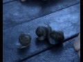 Snail Gymnastics