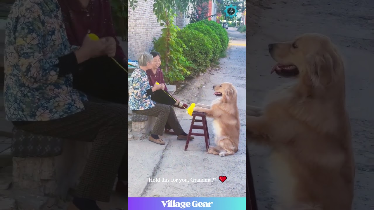 BEST Good Boy EVER! 🏆 This Golden Retriever Has a Full-Time Job! #goodboy #doglife #funnydog #smart