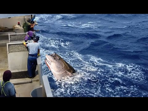 How To Giant Fishing Tuna and Swordfish With Big Boat - Longline Big Catch Fish Strong on The Sea