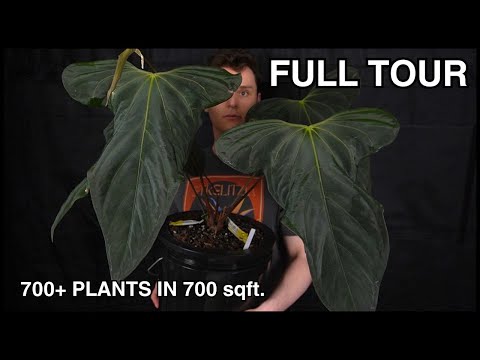Full Houseplant Tour: Anthurium and More Summer 2025