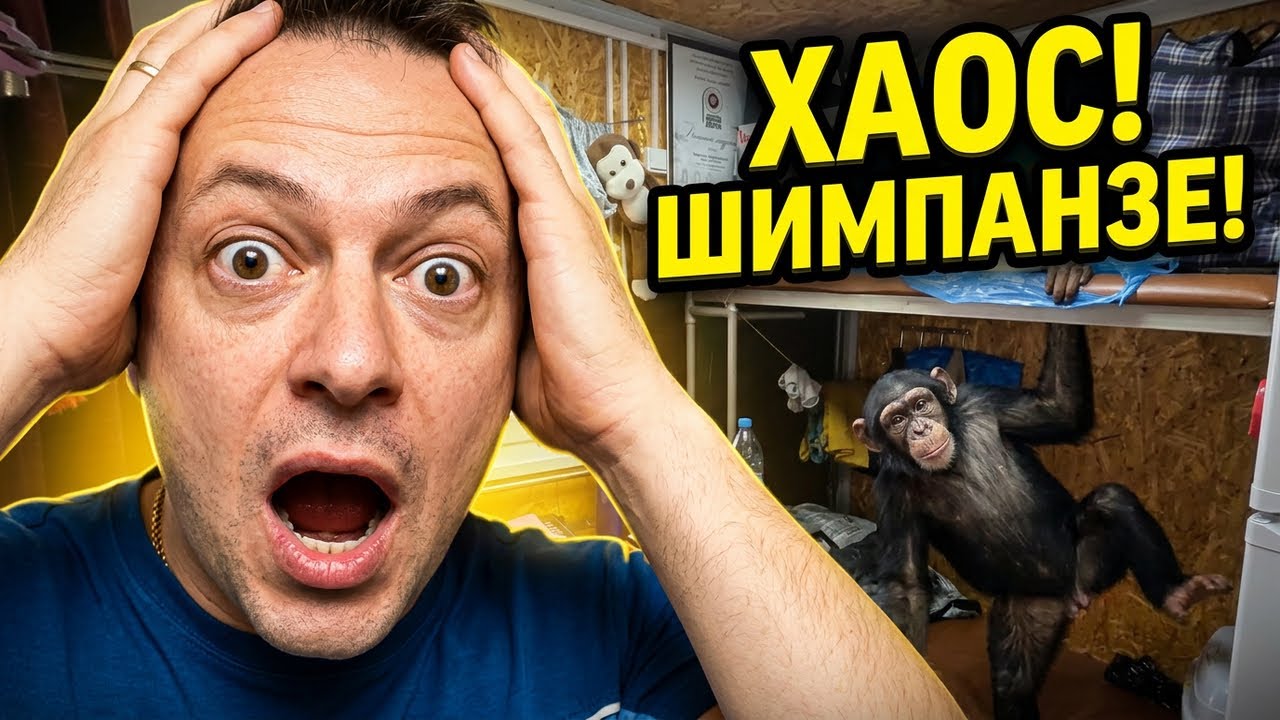 Сошёл с Ума от Шимпанзе! Какая Стоимость Интернета в Душанбе?