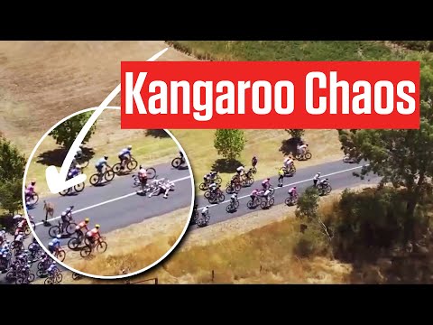 How Jay Vine Survived A Kangaroo Crash To Win Tour Down Under 2026