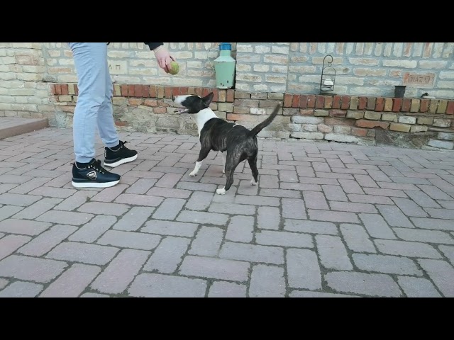 Bull Terrier Miniatura cachorro en venta