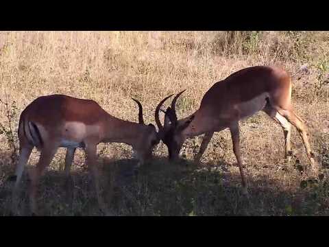 Djuma: Two Impala rams sparring - 13:51 - 06/01/20
