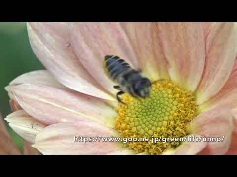 ハキリバチの花粉集め　Leaf-cutting bees　collect pollen
