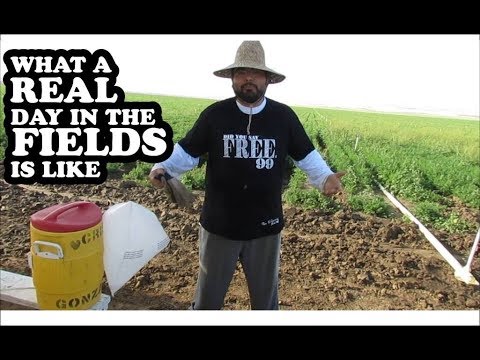 What are the duties of a field worker?