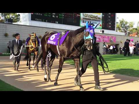 The 17 contenders for the GI 2018 Queen Elizabeth II Cup in the parade ring