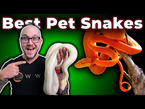 The BEST Pet Snakes at EVERY Size!
