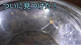 ついに近くの公園でハネナガウンカを見つけました！【ウスマエグロハネナガウンカ】