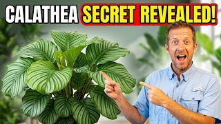 Are Your Calathea Leaves Browning? Do This!