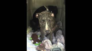 No More Shelter for Us!