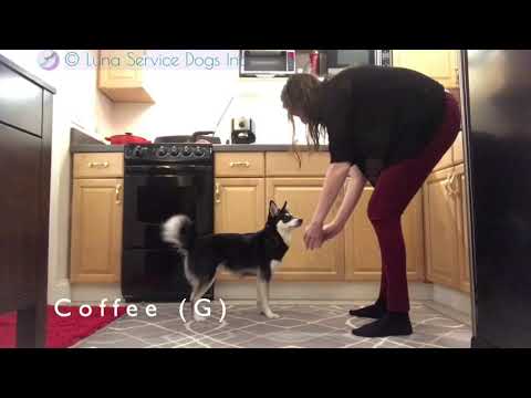 Maera, Gluten Detection SDiT, performs the O.D.O.R. Mealtime Element Test