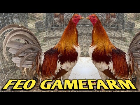 Blues McRae Grey Butcher - FEO FARM - Beautiful Birds