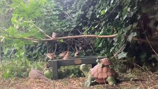 Relaxing Nature: Backyard Feeder Watch || June 18th, 2025 - Part 2