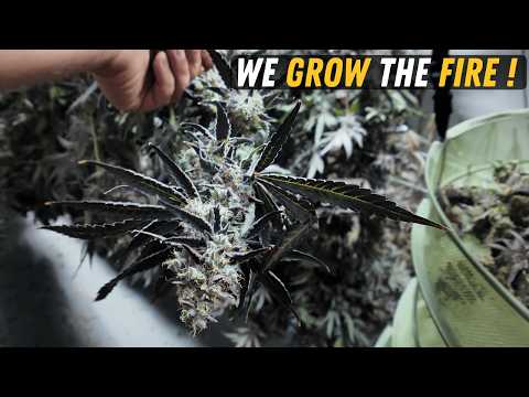 USA Weedland Vancouver: Craft Cannabis Grow Tour