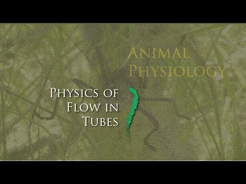 Lecture 7.2. Physics of flow in tubes.