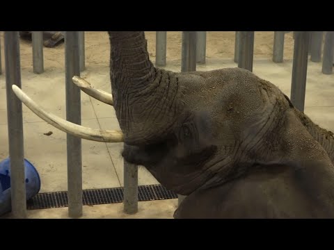 Elephants were once a mainstay in U.S. zoos but the opportunities to see them in accredited facilities are dwindling (July 26)