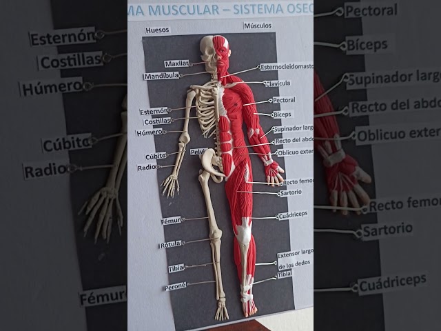 Vídeo relacionado con Modelo de esqueleto humano mini para anatomía, 45 cm de cuerpo entero, modelo de esqueleto humano y brazos y piernas móviles a base de plástico para enseñanza médica, aprendizaje, educación,