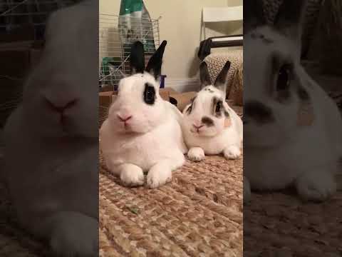 Essayez de ne pas rire !